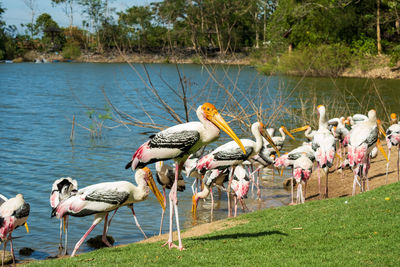 Flock of birds on lakeshore