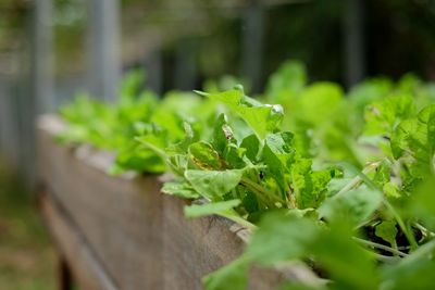 Close-up of fresh green leaves on plant