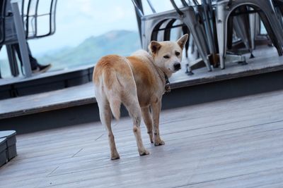 Close-up of dog in car