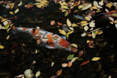 High angle view of fish swimming in water