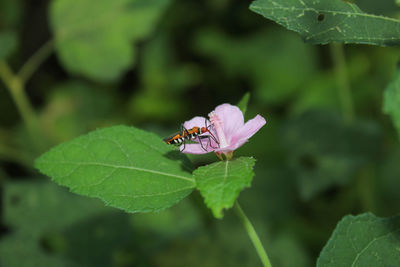 Close-up of insect pollinating on flower