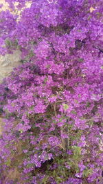 Full frame shot of pink flowers blooming outdoors