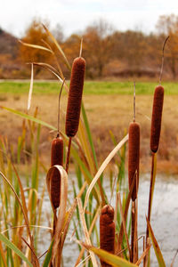 Close-up of fresh plants on field against sky