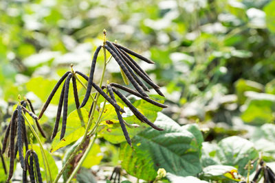 Close-up of insect on plant