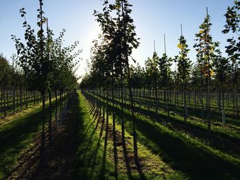 Panoramic shot of trees on field against sky