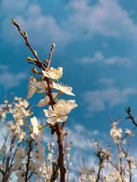 Low angle view of cherry blossom against sky