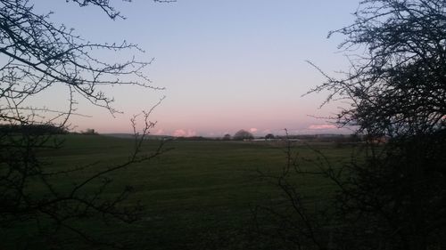 Bare trees on field at sunset