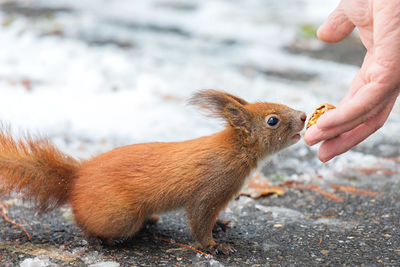 Close-up of squirrel eating nuts from human hand