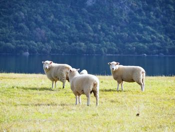 Sheep grazing on field