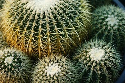 Close-up of cactus flower