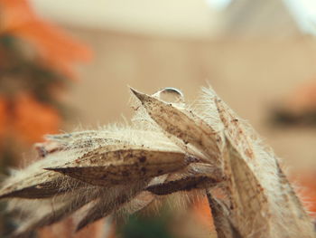 Close-up of plant against blurred background