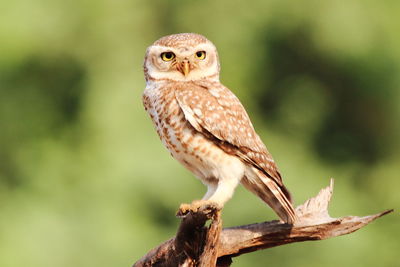 Close-up portrait of owl perching outdoors