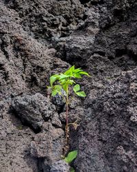 Close-up of plant growing outdoors