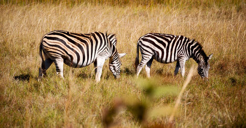 Zebra zebras on the field