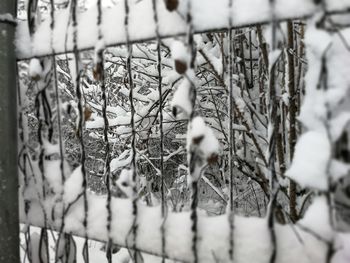 Close-up of snow on tree during winter