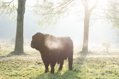 Horse standing in a field