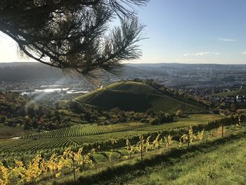 Scenic view of agricultural field against sky