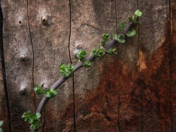 Close-up of plant growing on wood