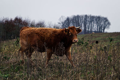 Brown cow on field