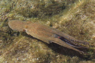 Close-up of fish