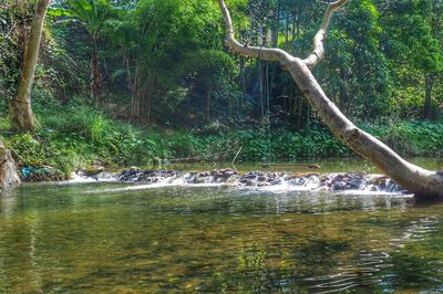 Scenic view of lake in forest