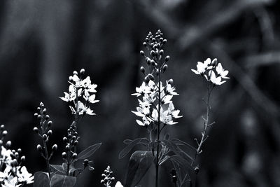 Close-up of white flowering plant