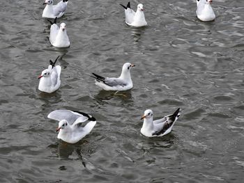 High angle view of seagulls in lake