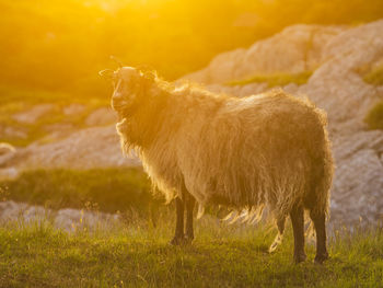 View of sheep standing on meadow