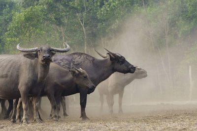 Water buffaloes on field