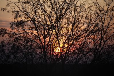 Silhouette bare trees against orange sky