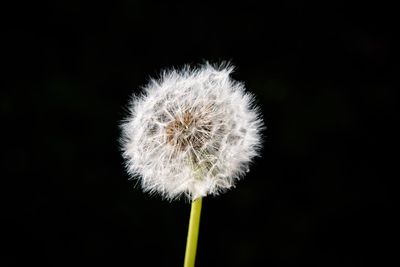 Close-up of dandelion against black background