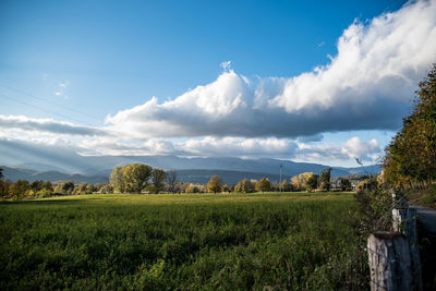 Scenic view of agricultural field against sky