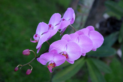 Close-up of pink flowering plant