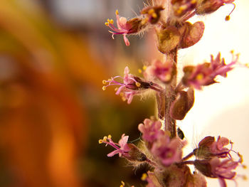 Close-up of pink flowering plant