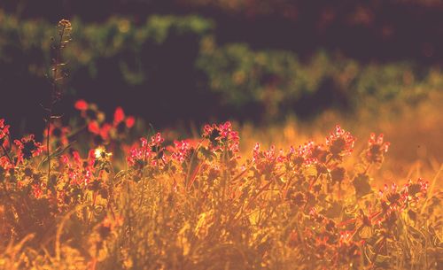 Close-up of flowering plants on field