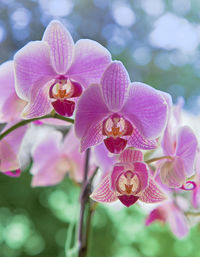 Close-up of pink orchid