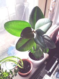 Close-up of potted plant on table