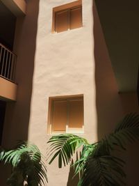 Low angle view of palm tree by window