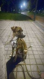 Dog looking up at night