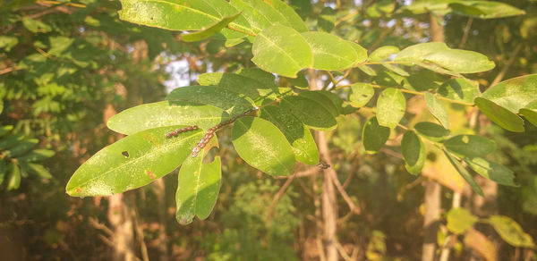 Close-up of wet leaves on plant