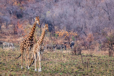 View of animals on landscape