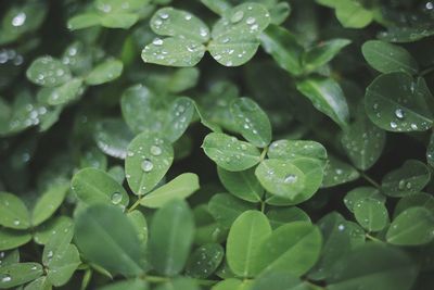 Close-up of water drops on leaves