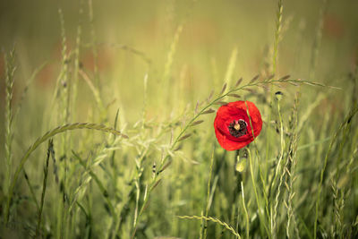 Close-up of red poppy flower on field