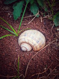 Close-up side view of snail