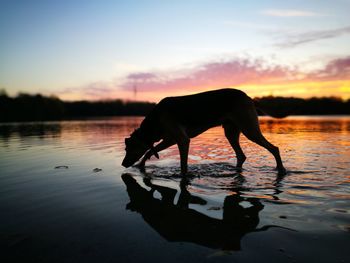 Silhouette horse drinking water