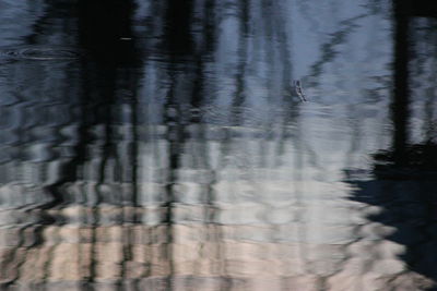 Reflection of trees in water