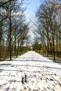 View of trees on snow covered land