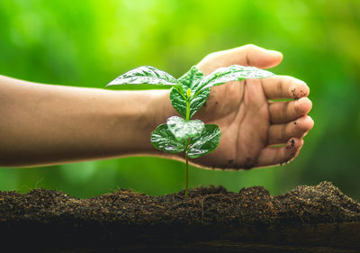 Cropped image of man hand protecting sapling growing on field