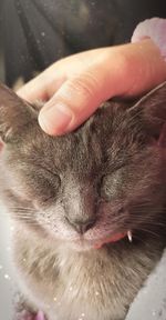 Close-up of hand holding cat