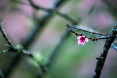 Close-up of cherry blossom on tree